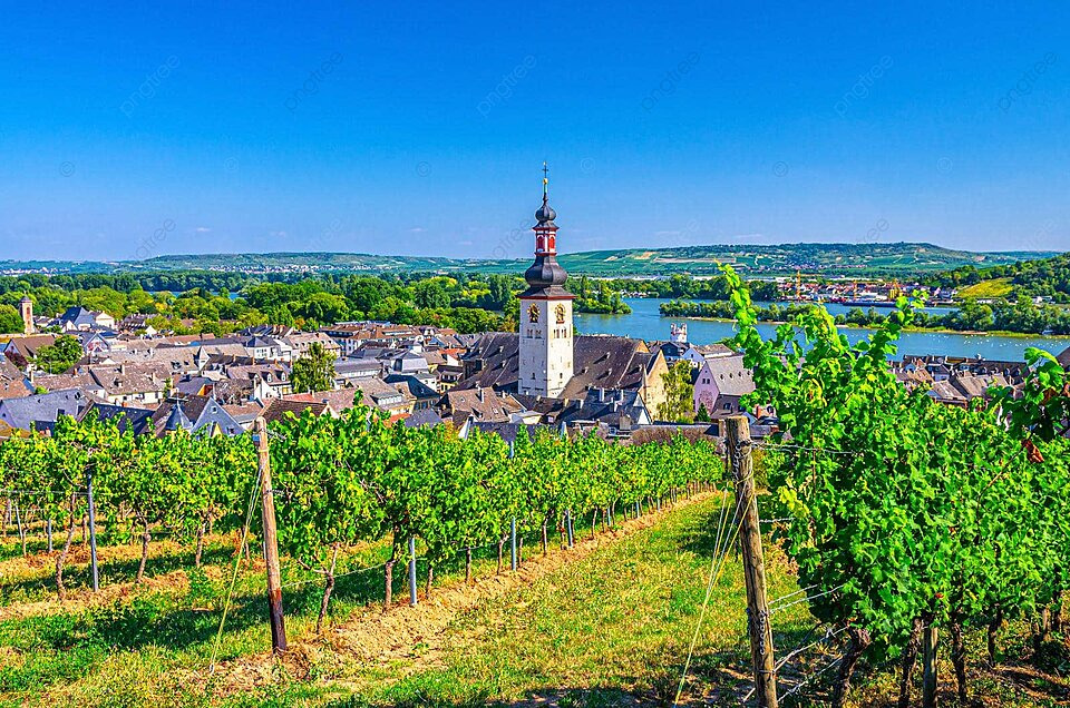 Rheingau wine region