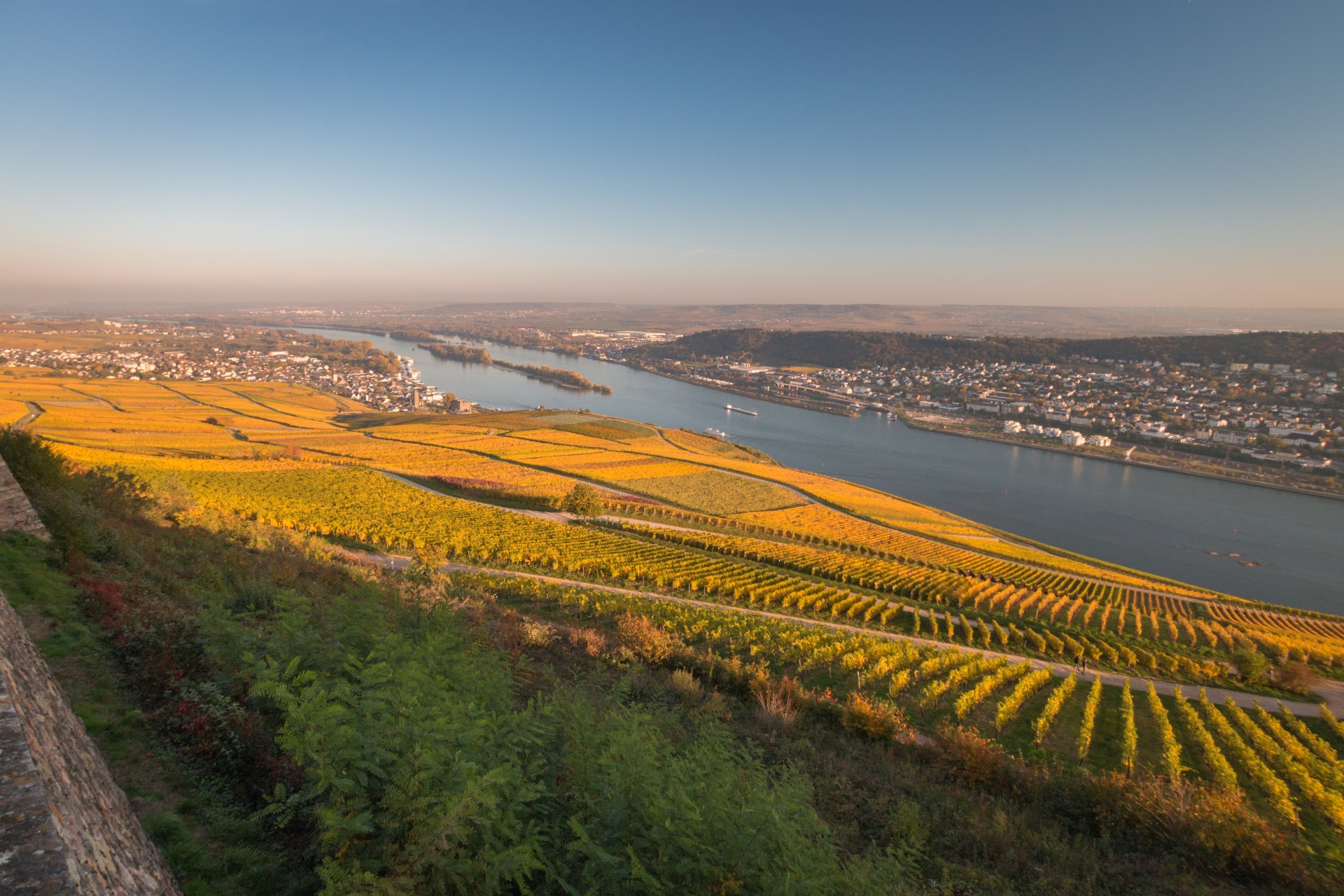 Rheingau vineyards